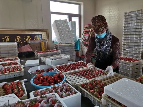 千金鄉(xiāng)草莓 春日的甜蜜饋贈(zèng)，帶來(lái)新鮮水果零售新體驗(yàn)
